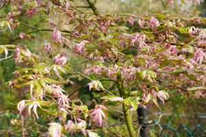 Acer palmatum Rokkugatsuem Nishiki             